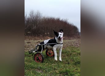 Rollihund FELIX - der hübsche, lebensfrohe Rüde sucht ein liebevolles Für-Immer Zuhause