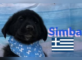 Simba,geb.02/25,griech.Hütehundebub sucht seine Familie,bereits auf PS in 66557 Illingen