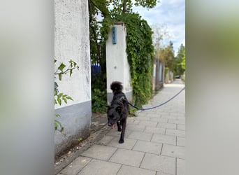 Freundlicher ELVIS möchte dich um seine hübschen Pfoten wickeln