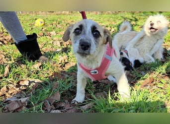Sora, kleines Hundekind sucht eine Familie