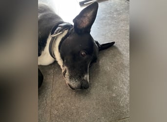 BLANCA ❤️ Sonnenschein Familienhündin, Pflegefamilie Köln