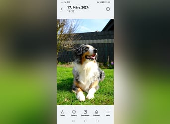 8 Australian Sheperd Welpen