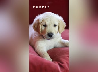 Goldendoodle - Welpen [Double-Doodle]