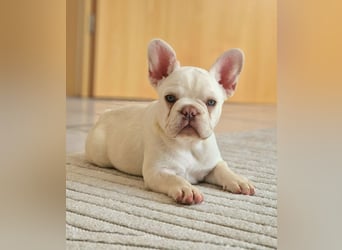 Französische Bulldogge TOP Qualität Platinum Lilac/Tan