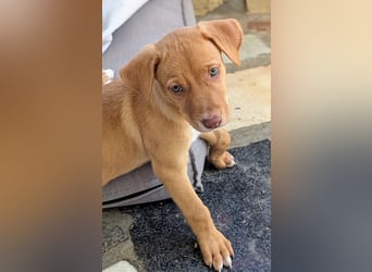 Santi sucht eine liebevolle Familie