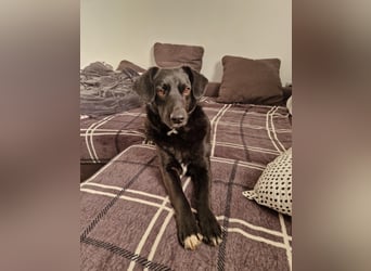 Phoebe sucht Für-immer-Zuhause