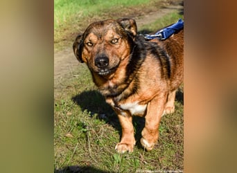 Archie - Vorliebe für Spaziergänge