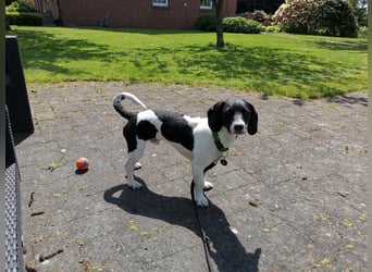 Bo ist ein Spaniel- Dackel Mix