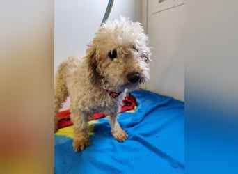 SAMANTHA - die liebe und lustige kleine Maus möchte so gern Teil einer Familie sein!