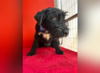 Theo, Schnauzer-Mix, Rüde, geb. am 07.10.2024, 40 cm