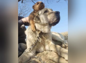 Riesen"Baby"Kangal♥Ares♥ 99718 Greussen