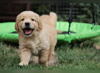 Golden Retriever Welpen vom Thüringer Wald