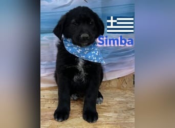 Simba,geb.02/25,griech.Hütehundebub sucht seine Familie,bereits auf PS in 66557 Illingen