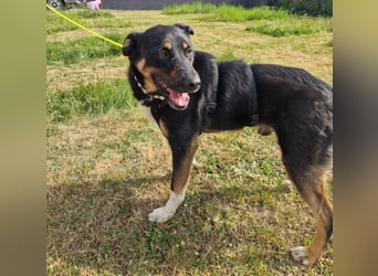 Jerry ist mein Name – und warte in PLZ 69509 auf Besuch von DIR