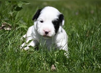 traumhaft hübscher Tibet Terrier Welpen aus erfahrender Zucht  sind geboren dürfen im Juni ausziehen
