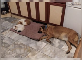 Daisy, familienfreundliche Traumhündin