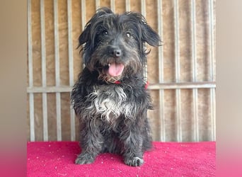 (R) ❤️ charmante MIRA - 2 Jahre, 42cm - Puli-Schnauzer-Mix ❤️
