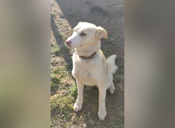 Hilde - wartet in der Eifel