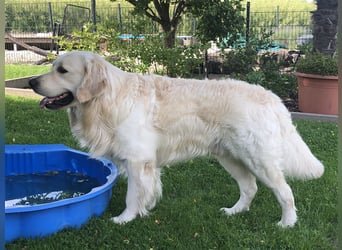 Golden Retriever Deckrüde Anton