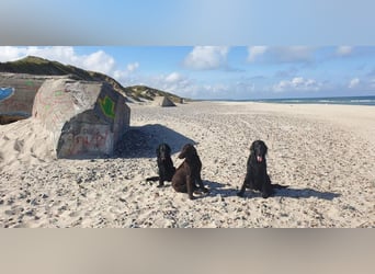 C - Wurf Flat Coated Retriever 2025