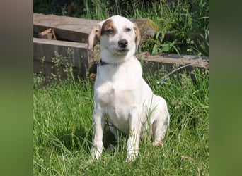 Lilli - Familie mit Herz gesucht