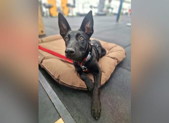 Lilly - intelligent&lernwillig
