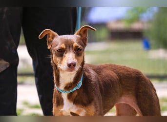 Caju, Mix Pinscher / Chihuahua, lieb und sozial