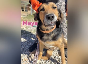 Maya, 07/20 - Traumhündin sucht Zuhause