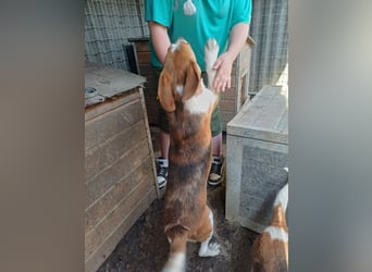 Nanook, freundlicher und aktiver Beagle, geb. 03/2022