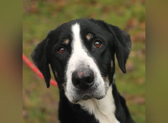DEWEE – Berner Sennen-Labrador-Mix aus Mornac