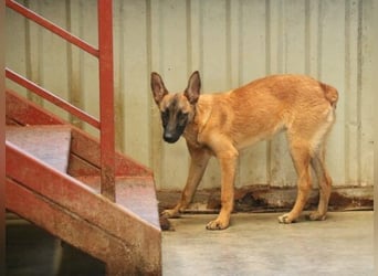 Mali wäre eine gute Familienhündin