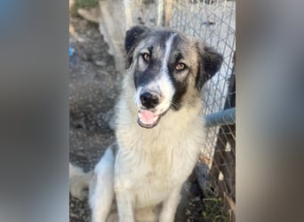 Joel, geb. ca. 01/2023, lebt in GRIECHENLAND, im städt. Tierheim Serres