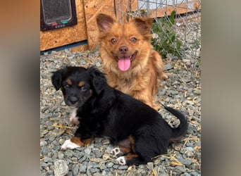 Dulceata, Dakota und Dusty
