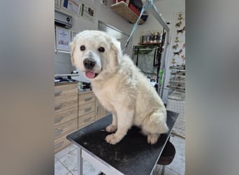 Suzy, menschenbezogener Kuvasz / Golden Retriever MIschling geb. 2022