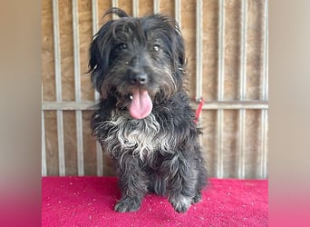 (R) ❤️ charmante MIRA - 2 Jahre, 42cm - Puli-Schnauzer-Mix ❤️