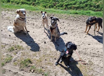 Bluey - eher ein Frauenhund
