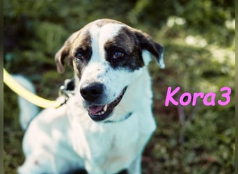 Kora3 08/2019 (ESP) - verspielte und kluge, hübsche Boxer-Mix Hündin!