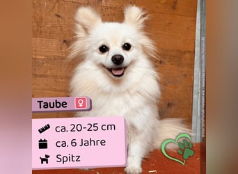 Taube