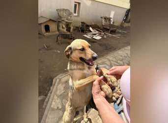 Alex - Freundlicher Jungspund sucht liebevolles Zuhause