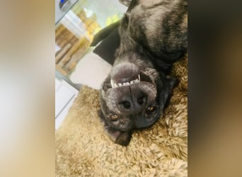 Elfie, Schäferhund-Mix, lieb und verträglich