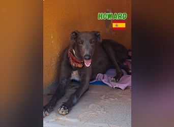 Howard,geb.05/24,sozialer Greyhound Rüde sucht seine Familie