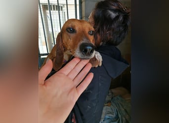 Durbans – raus aus dem Tierheim und eine Heimat finden…...