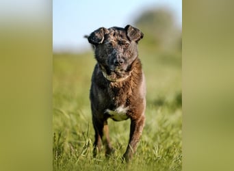 Kotangens - ruhige unauffällige Hundedame sucht Menschen mit Herz