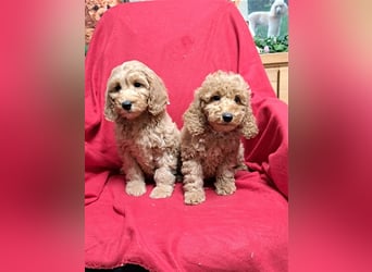 Goldendoodle F1b in Medium