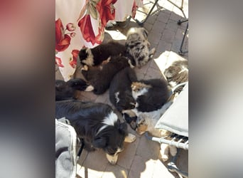Australian Shepherd Welpen