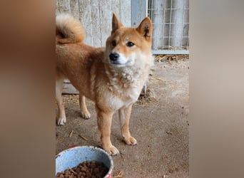 Skyla, schüchterne Shiba Inu Dame geb. 2020