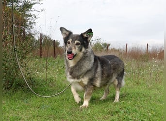 Mischa sucht ein neues Zuhause