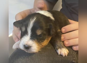 Mini American Shepherd / Mini Aussie