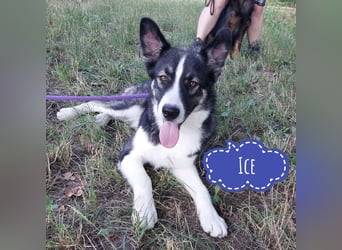 Ice ein warmherziger Schatz