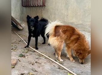 Romeo – riesengroßes Hundeherz im feinen, kleinen Pelz!
